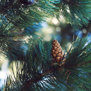 Pine branches in backlight, close-up, pinus Pine branches in backlight, close-up, pinus